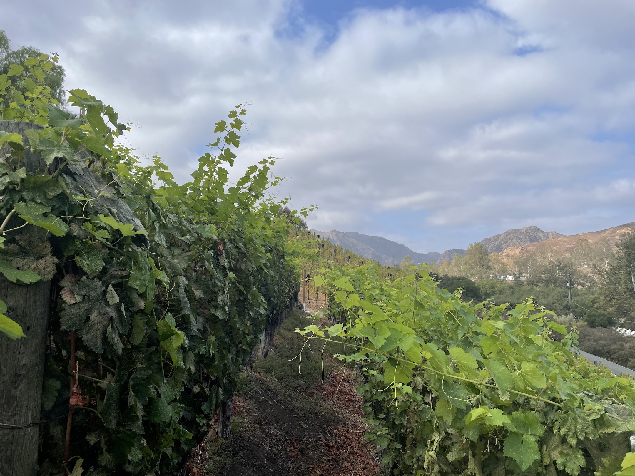 Vines at AJA's Malibu Coast vineyard