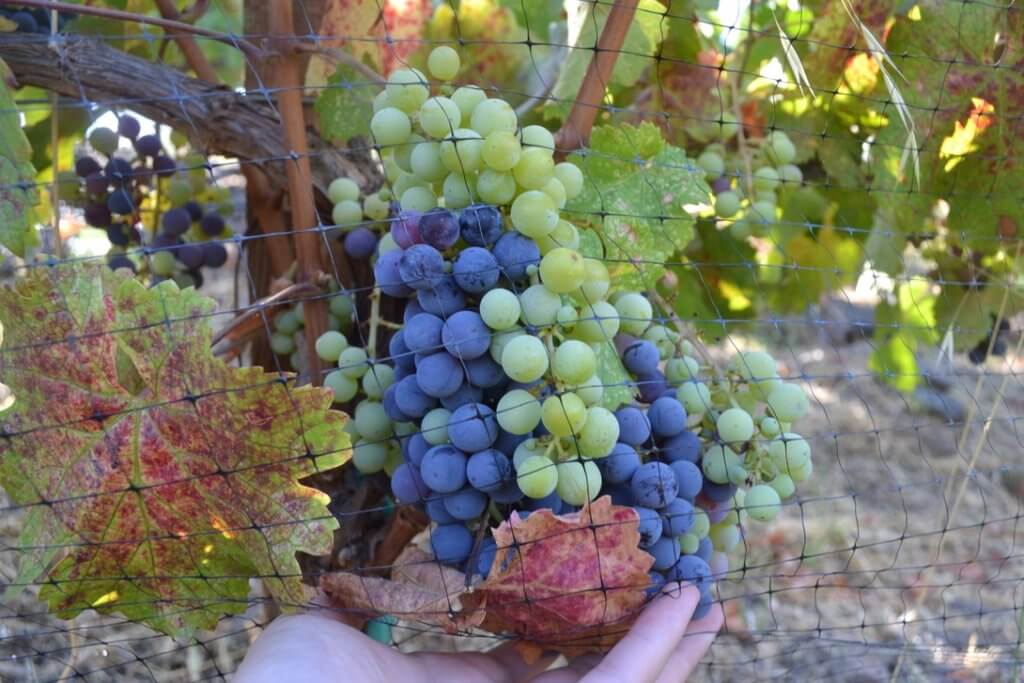 Estate vine rows at AJA Vineyards heading into summer