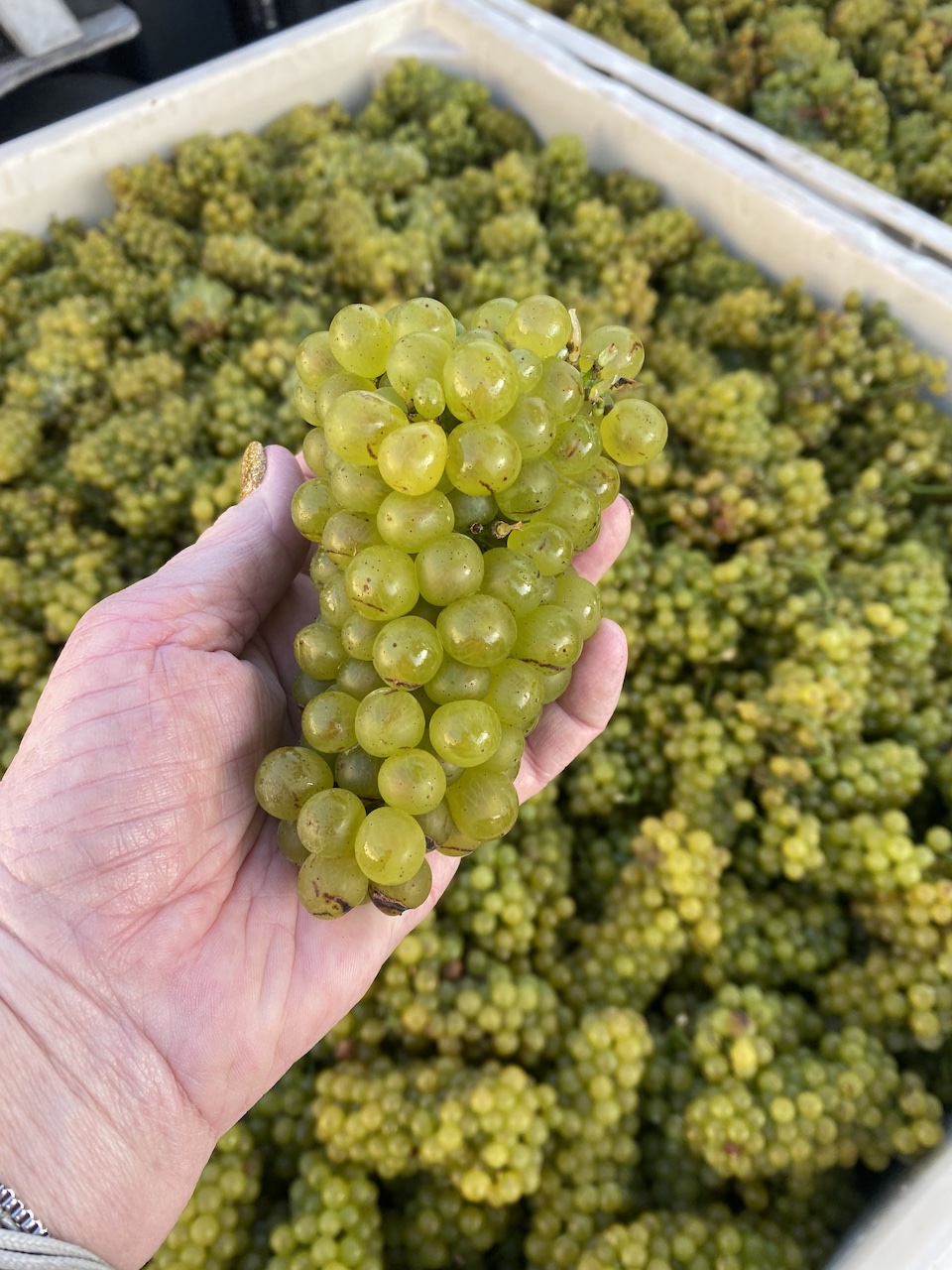A wine club member showing off AJA's Central Coast Chardonnay fruit