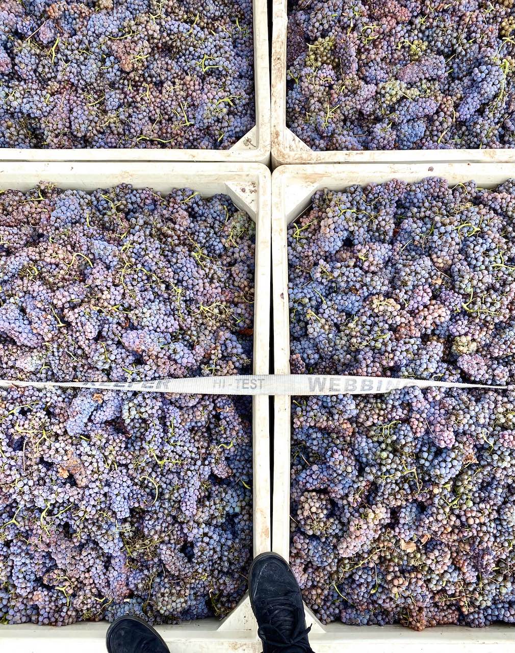 Estate fruit ready to be picked at AJA Vineyards during the 2022 harvest