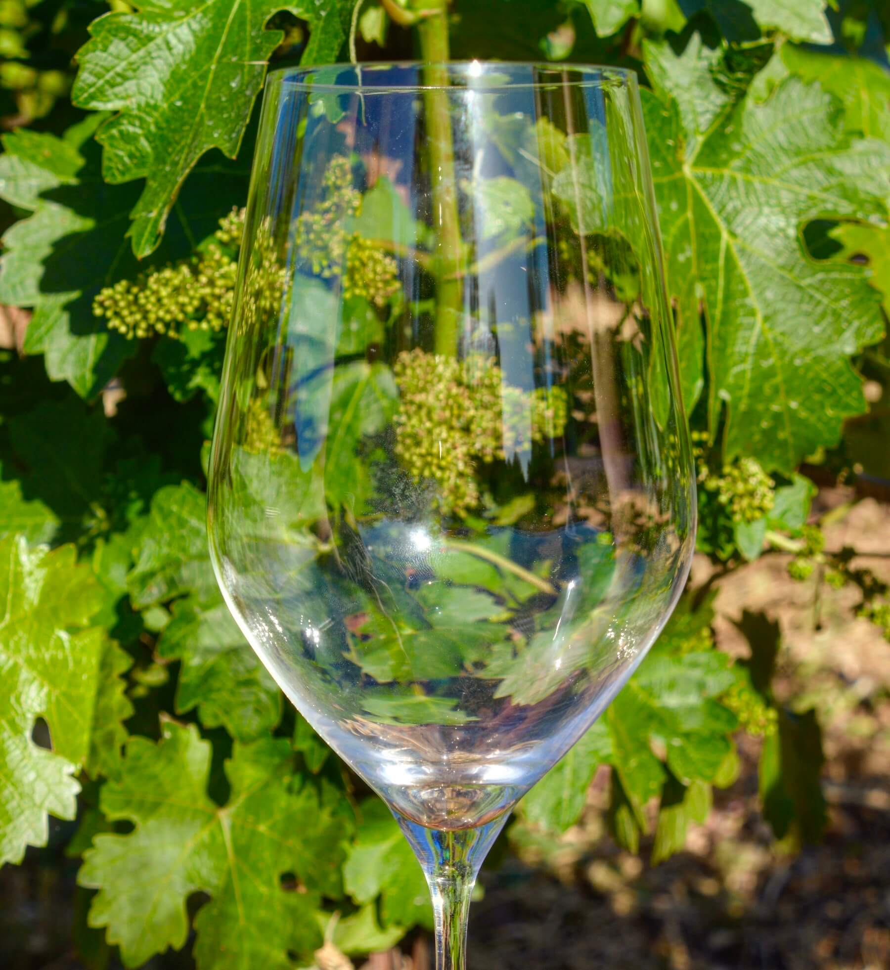 Young vine shoots at bud break in the AJA Vineyards estate vineyard