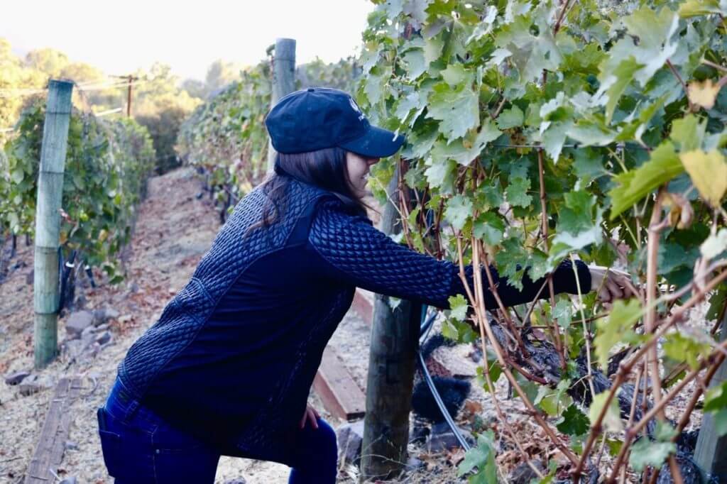 AJA Vineyards estate vines heading into veraison