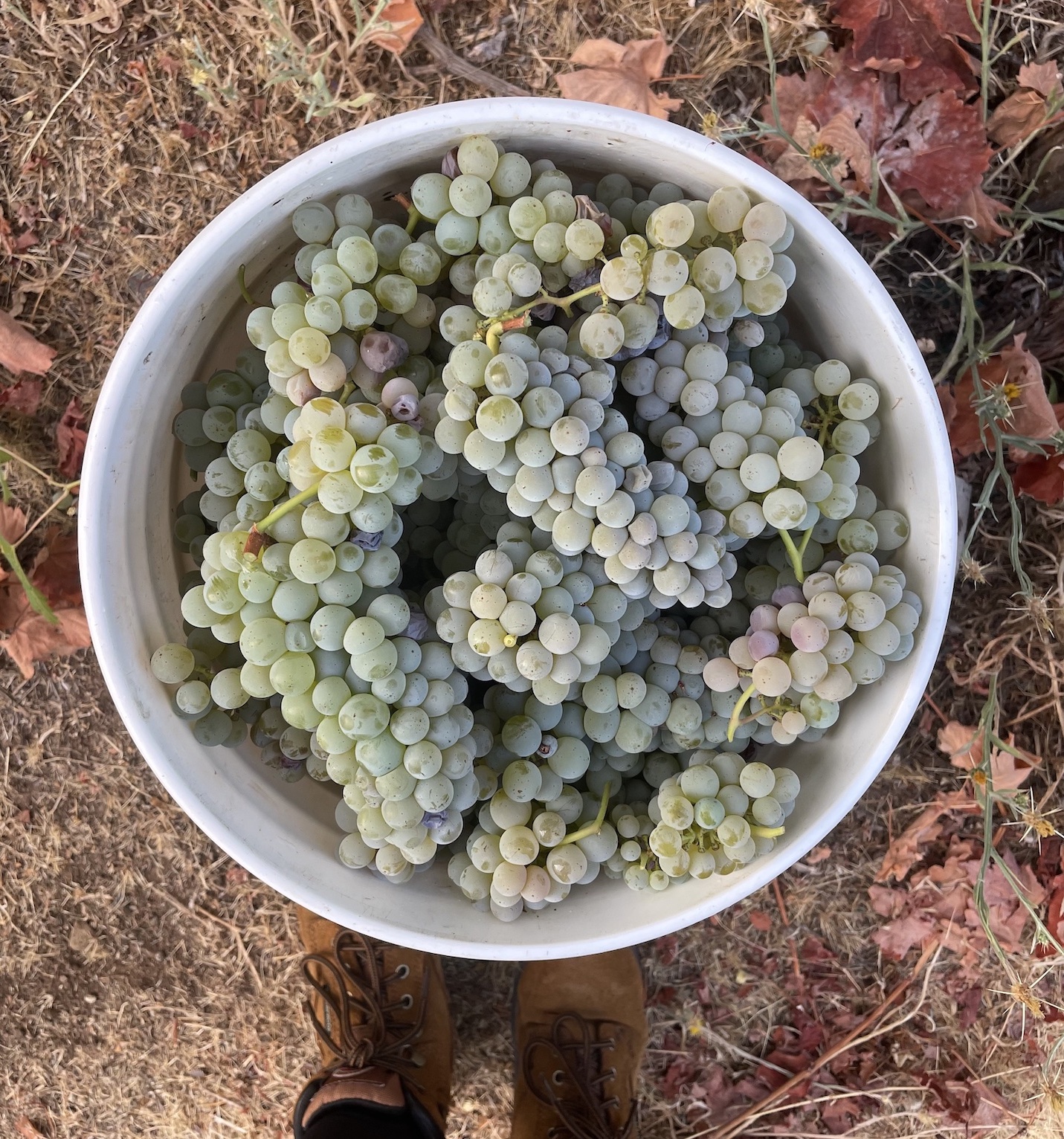 2022 harvest of Sauvignon Blanc from Eds' Vineyard