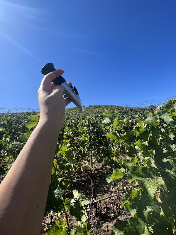 Amanda in Eds’ Vineyard with a refractometer