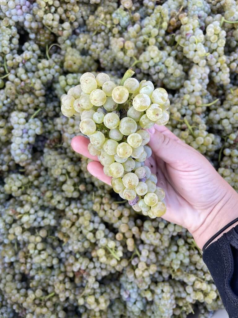 Hand-picked Sauvignon Blanc grapes from Eds' Vineyard at AJA Vineyards