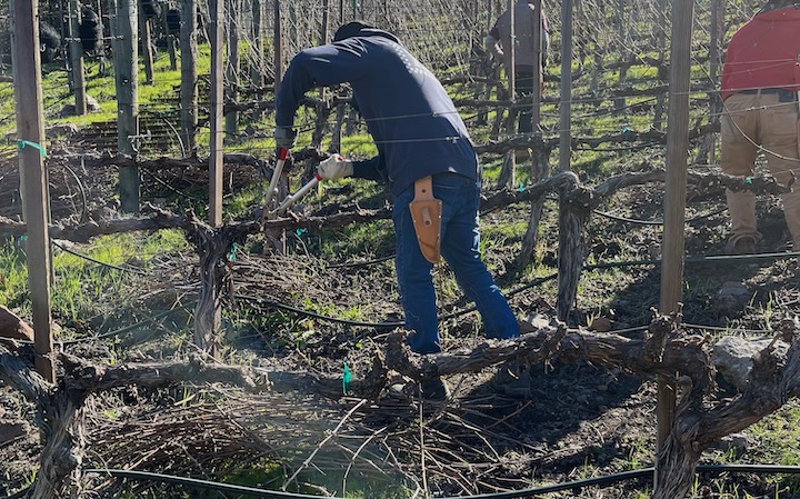 AJA Vineyards' farming team pruning the estate vines