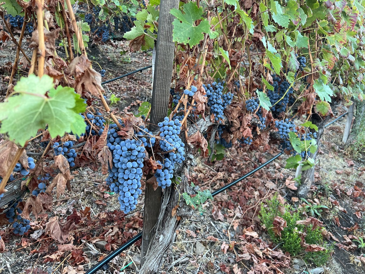 The AJA Vineyards estate in the Malibu Coast AVA