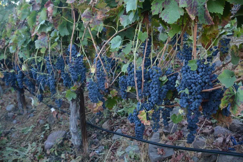 Pamela’s Vineyard, the estate’s first planting